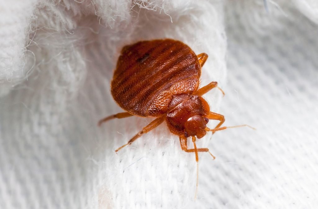Bed Bugs Control